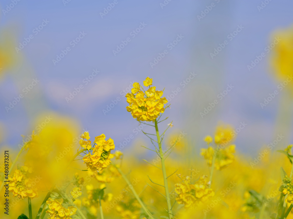 風景素材　早春の菜の花畑