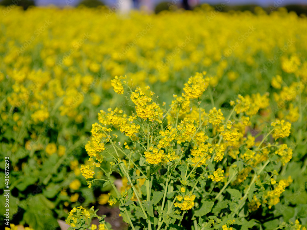 風景素材　早春の菜の花畑