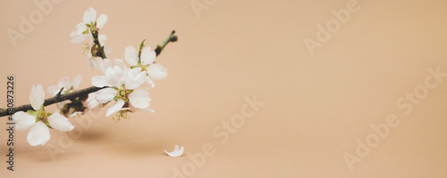 Blooming almond branch on a beige background. Banner  side view  place for text.