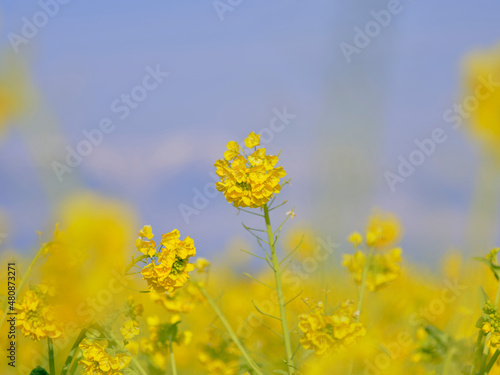 風景素材 早春の菜の花畑