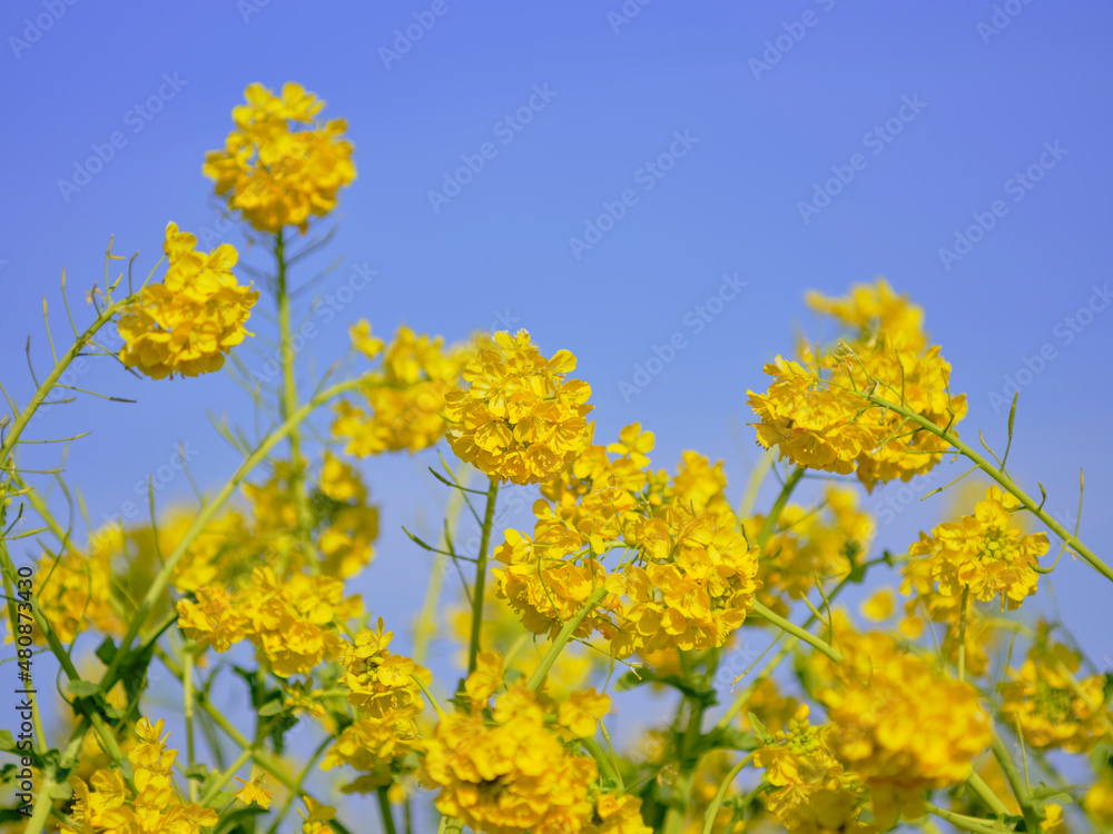 風景素材 早春の菜の花畑 風景素材 早春の菜の花畑