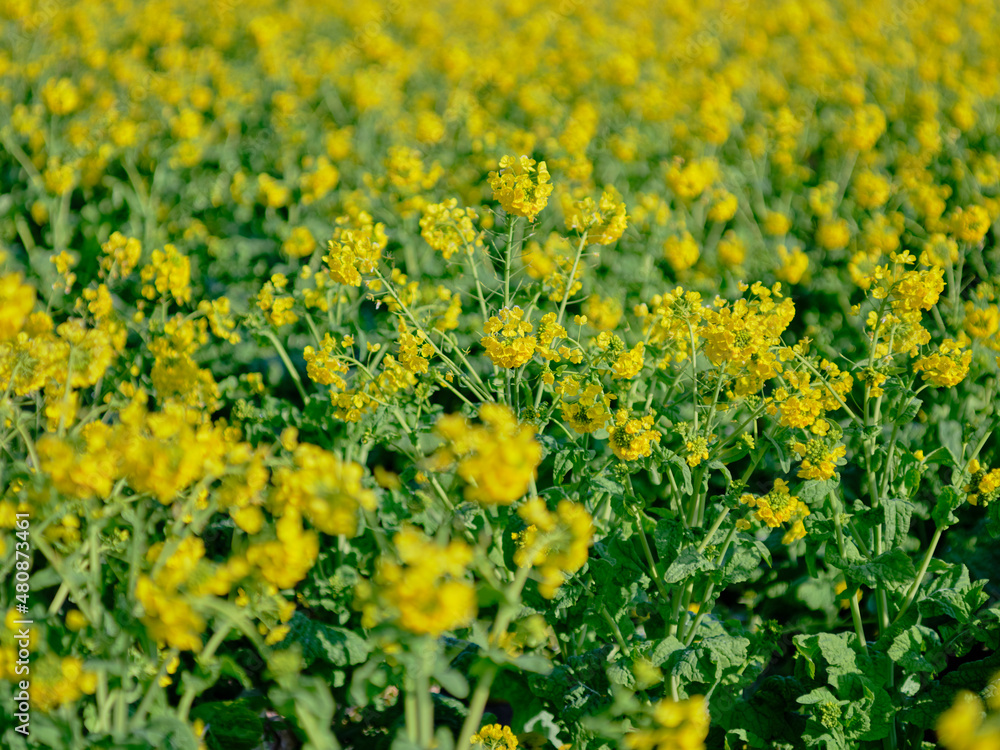 Fototapeta premium 風景素材 早春の菜の花畑