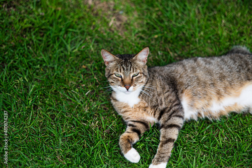 Wallpaper Mural Sleepy cat seen laying on grass Torontodigital.ca
