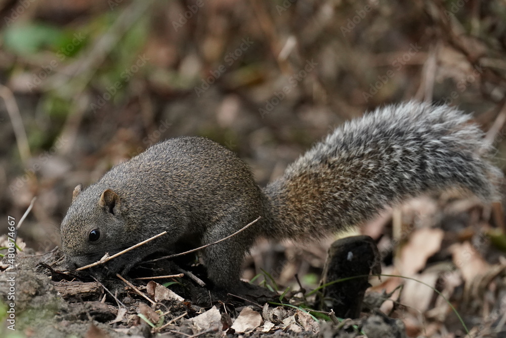 squirrel in the forest squirrel in the forest