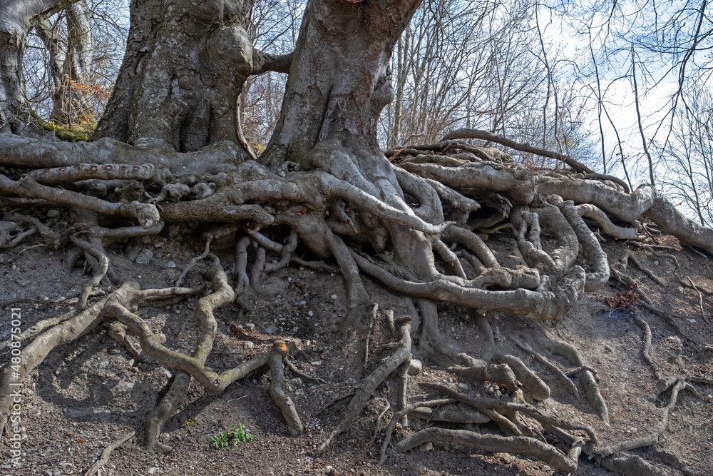 Fototapeta premium exposed roots of a deciduous tree