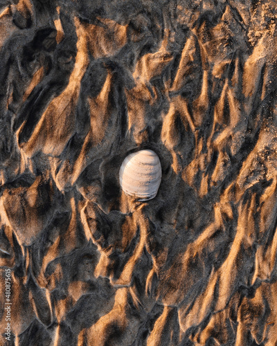 Seashell alone in wavy sand