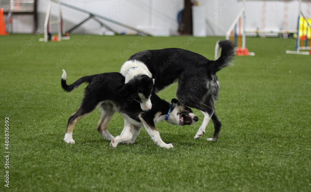 Border collie adult and puppy playing together