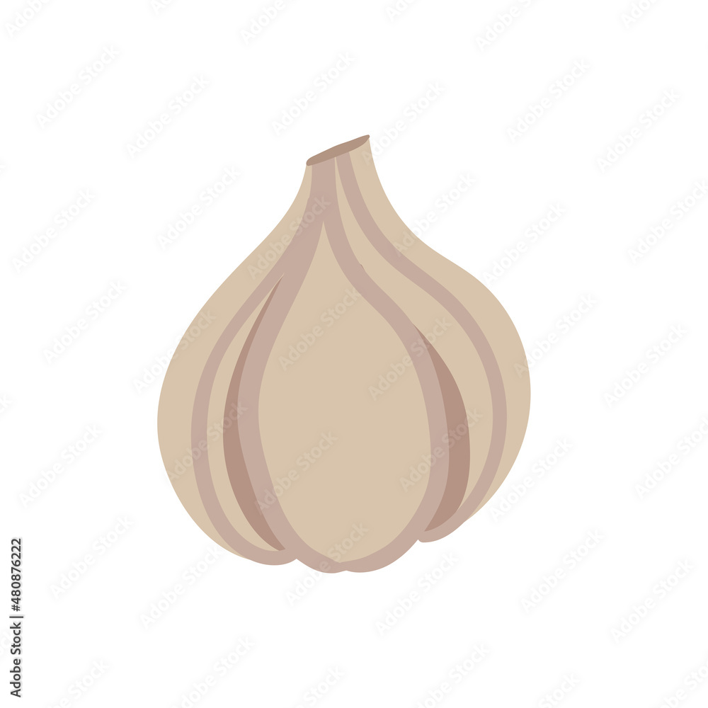 Garlic vegetable fresh product, organic natural farm food production vector illustration. Cartoon one raw garlic from farm agriculture market isolated on white