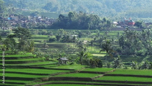 rice terraces at jatiluwih  bali