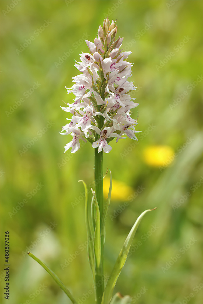 Closeup on a pale colored flower of the rare Heath Spotted Orchid, Dactylorhiza maculata in a meadow Closeup on a pale colored flower of the rare Heath Spotted Orchid, Dactylorhiza maculata in a meadow