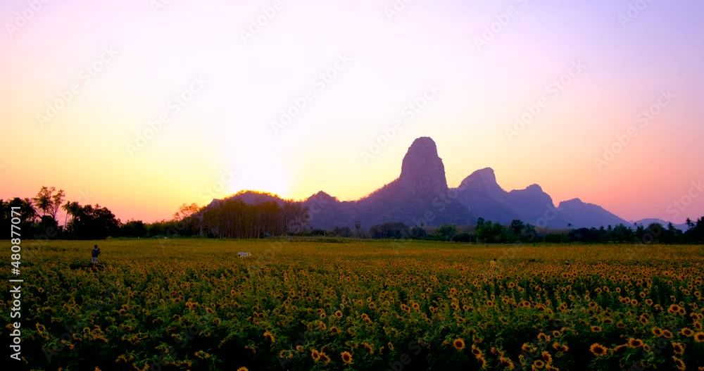 Time-lapse Sun setting to dusk over the Sunflower fields behind Khao Jeen Lae mountains a famous travel destination of Lopburi province unseen Thailand Time-lapse Sun setting to dusk over the Sunflower fields behind Khao Jeen Lae mountains a famous travel destination of Lopburi province unseen Thailand