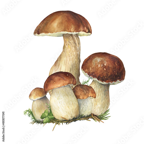 Group Boletus Edulis mushroom with brown hat (cep, porcini, king bolete, penny bun). Edible wild mushroom. Watercolor hand drawn painting illustration isolated on a white background.