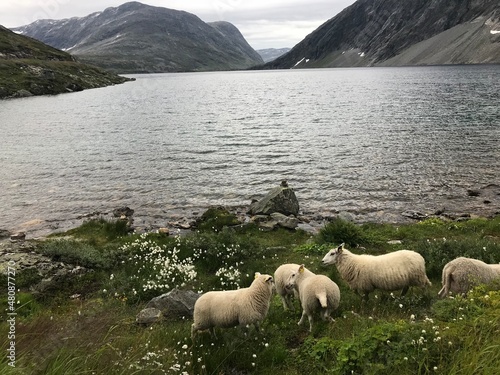 sheep on the river
