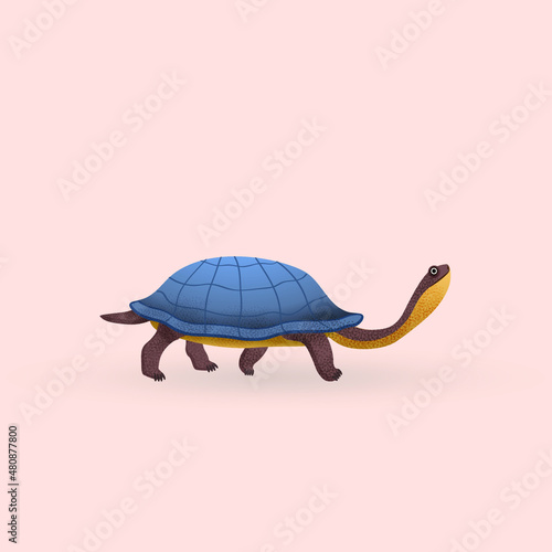 Australian snake-necked turtle (lat. Chelodina longicollis) is a species of snake-necked turtles (Chelidae)