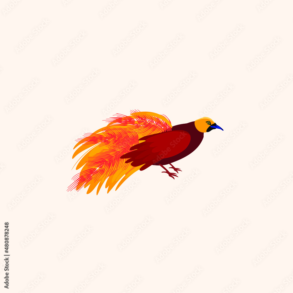 Fototapeta premium Red filamentous bird of paradise. Australian bird.