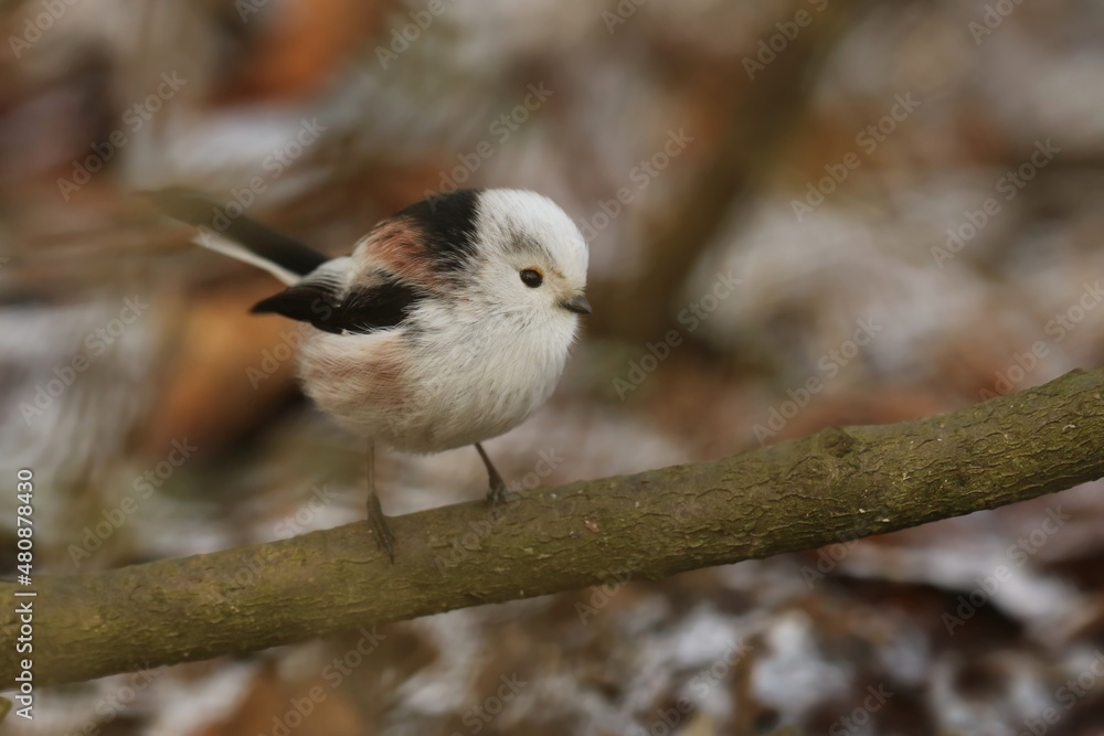 Naklejka premium Long-tailed tit sitting on the branch . song bird in the nature habitat. wildlife scene from nature habitat. Aegithalos caudatus.