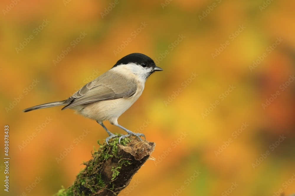 Beautiful portrait of a marsh tit (Poecile palustris)with orange background. Birds of Europe. Titmouse in the nature habitat. Beautiful portrait of a marsh tit (Poecile palustris)with orange background. Birds of Europe. Titmouse in the nature habitat.