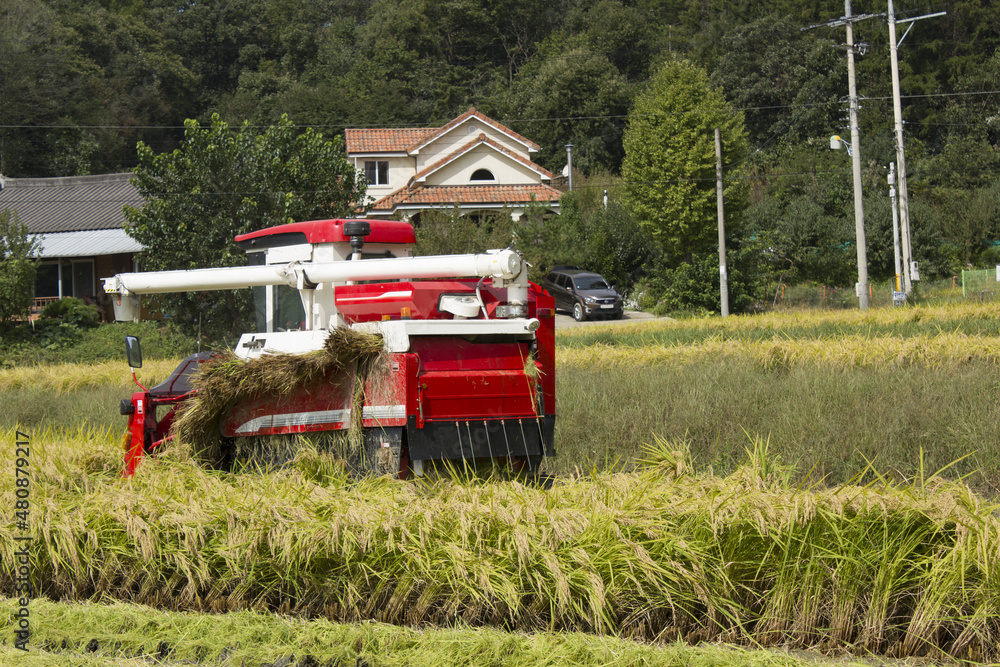 Combine harvesting in paddy fields in autumn Combine harvesting in paddy fields in autumn