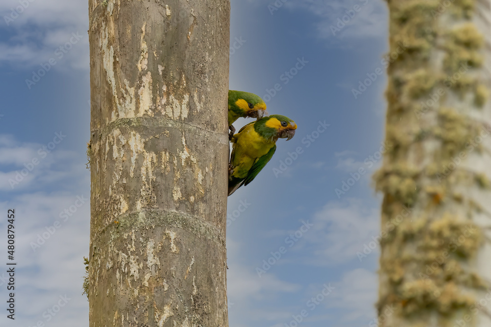 Loro Orejiamarillo Yellow-eared Parrot Ognorhynchus icterotis columbia. Loro Orejiamarillo Yellow-eared Parrot Ognorhynchus icterotis columbia.