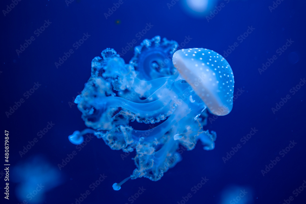 Naklejka premium Beautiful jellyfish in the neon light in aquarium, nature background