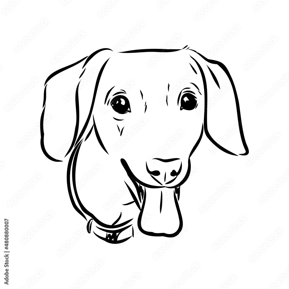 Fototapeta premium Dachshund Dog. Hand drawn. Vector illustration dachshund dog vector