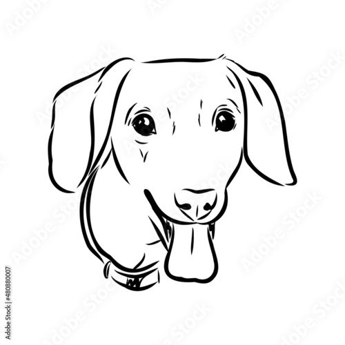 Dachshund Dog. Hand drawn. Vector illustration dachshund dog vector