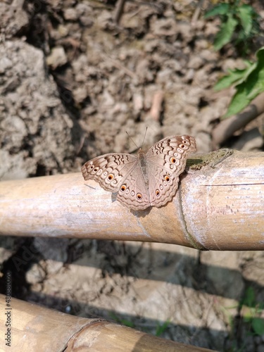 snake in the tree