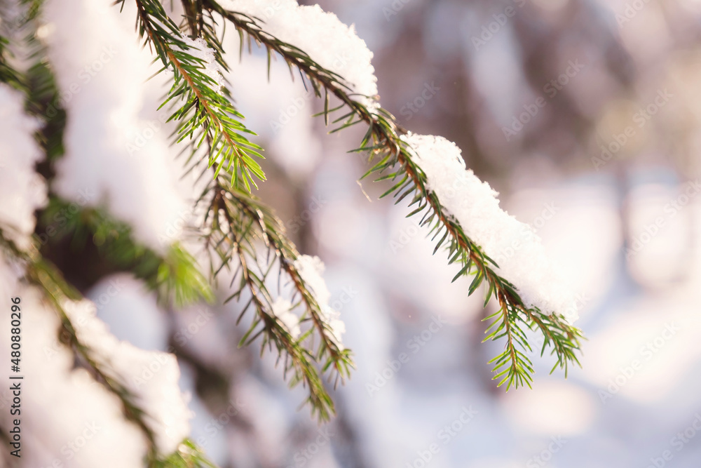 Nature Winter background with snowy pine tree branches, shallow DOF. Beauty in nature.