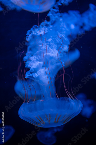 Beautiful jellyfish in the neon light in aquarium, nature background photo