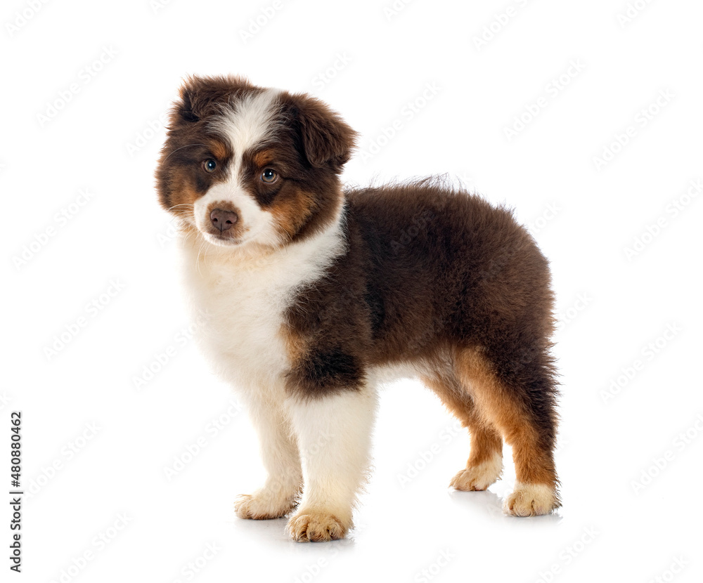 Fototapeta premium Miniature American Shepherd