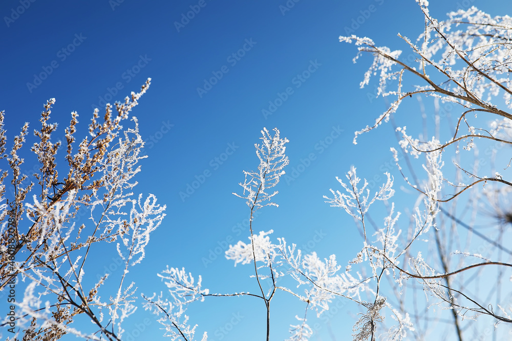 Plant covered with snow against the blue sky. Winter frost and ice crystals on grass. Selective focus and shallow depth of field.