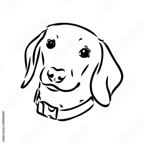 Dachshund Dog. Hand drawn. Vector illustration dachshund dog vector