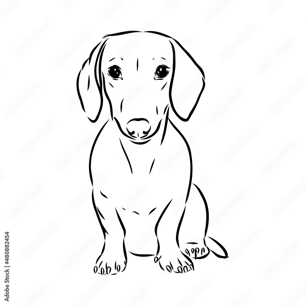 Fototapeta premium Dachshund Dog. Hand drawn. Vector illustration dachshund dog vector