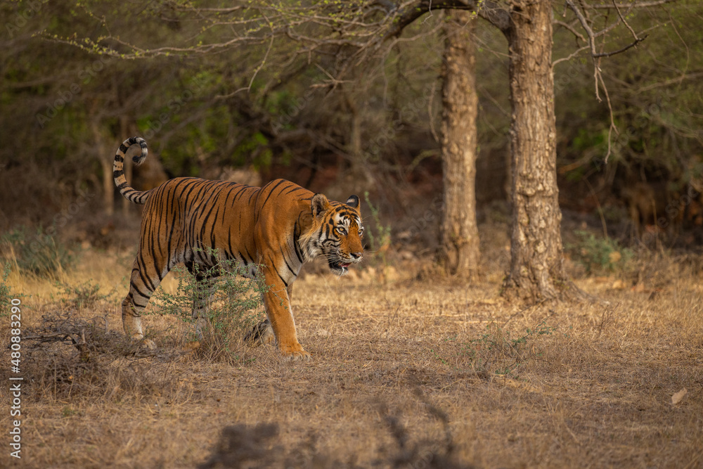 Fototapeta premium Tiger in the nature habitat. Tiger male walking head on composition. Wildlife scene with danger animal. Hot summer in Rajasthan, India. Dry trees with beautiful indian tiger, Panthera tigris