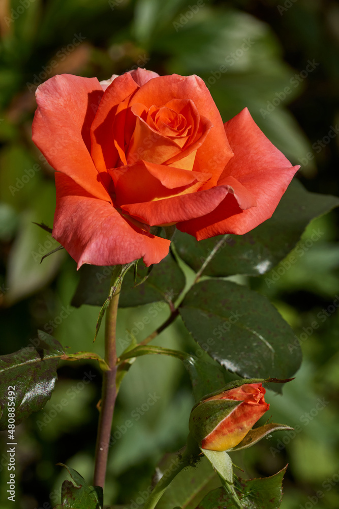 Roses are blooming in the garden of the country house. Roses are blooming in the garden of the country house.