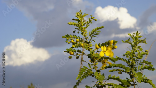 Beautiful Tanners cassia flower also known as Senna auriculata, Tanner's senna, Styptic Weed, Matara-tea shot under direct sunlight without editing
 photo