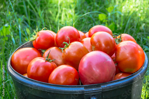 Ripe red tomatoes in a bucket on the background of the garden