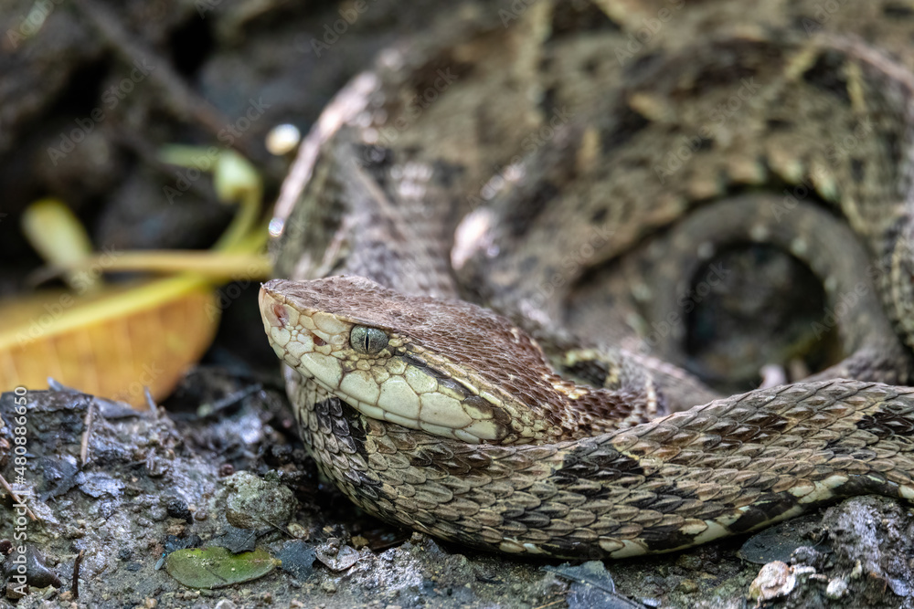 Danger and deadly venomous snake Terciopelo (Bothrops asper), resting near tourist path in National Park Carara, Costa Rica wildlife. Danger and deadly venomous snake Terciopelo (Bothrops asper), resting near tourist path in National Park Carara, Costa Rica wildlife.