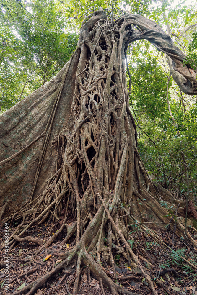Tangled Fig Tree and tree trunks in tropical jungle forest, Rincon de la Vieja National Park, Parque Nacional Rincon de la Vieja, Guanacaste Province, Costa Rica