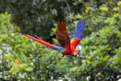 flying beautiful color bird, Scarlet macaw (Ara macao), Quepos, Wildlife and birdwatching in Costa Rica. © ArtushFoto