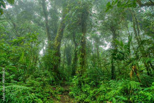 Dense Tropical rainforest landscape. Mountain rain forest with mist and low clouds. Traditional Costa Rica green landscape. Santa Elena, Costa Rica