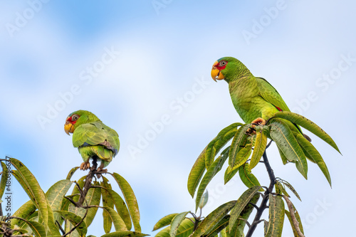 white-fronted amazon (Amazona albifrons) also known as the white-fronted parrot, or spectacled amazon parrot. Puntarenas region, Wildlife and birdwatching in Costa Rica. photo