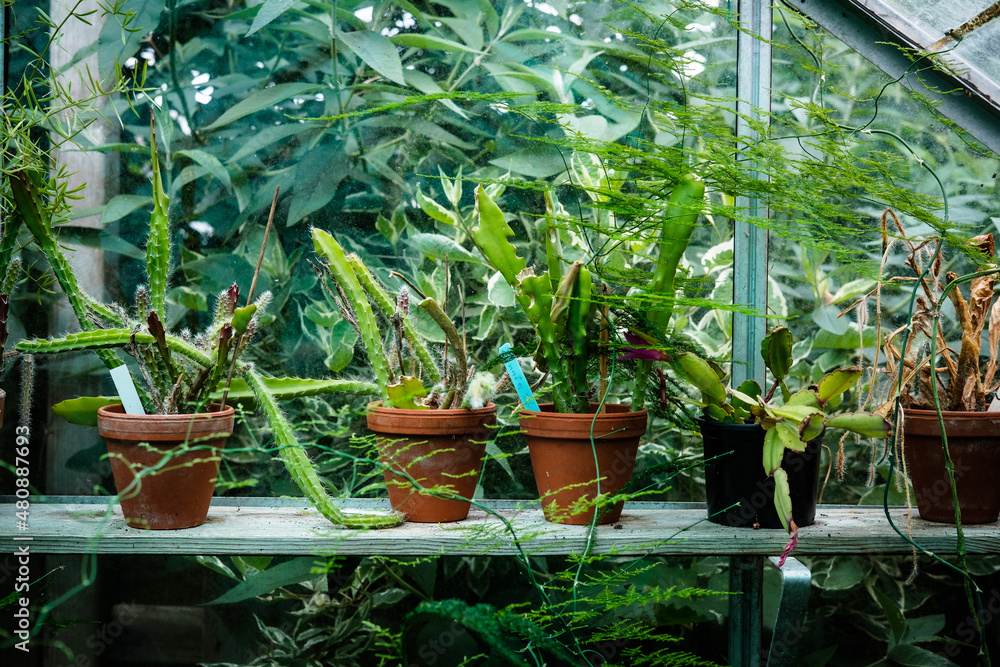 Plants in a greenhouse
