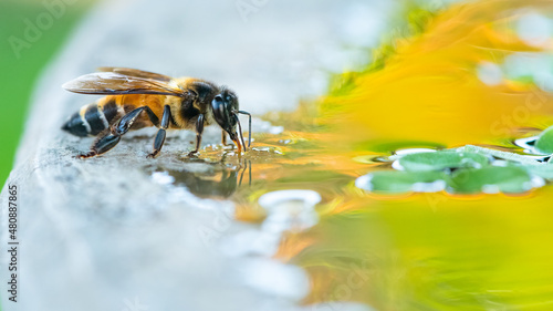 Bee drinking water in water tub