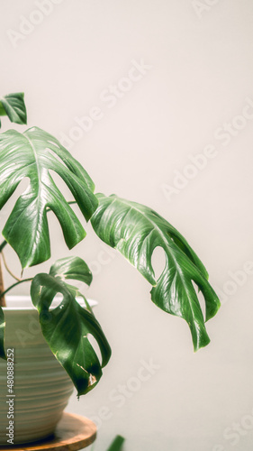 monstera leaves