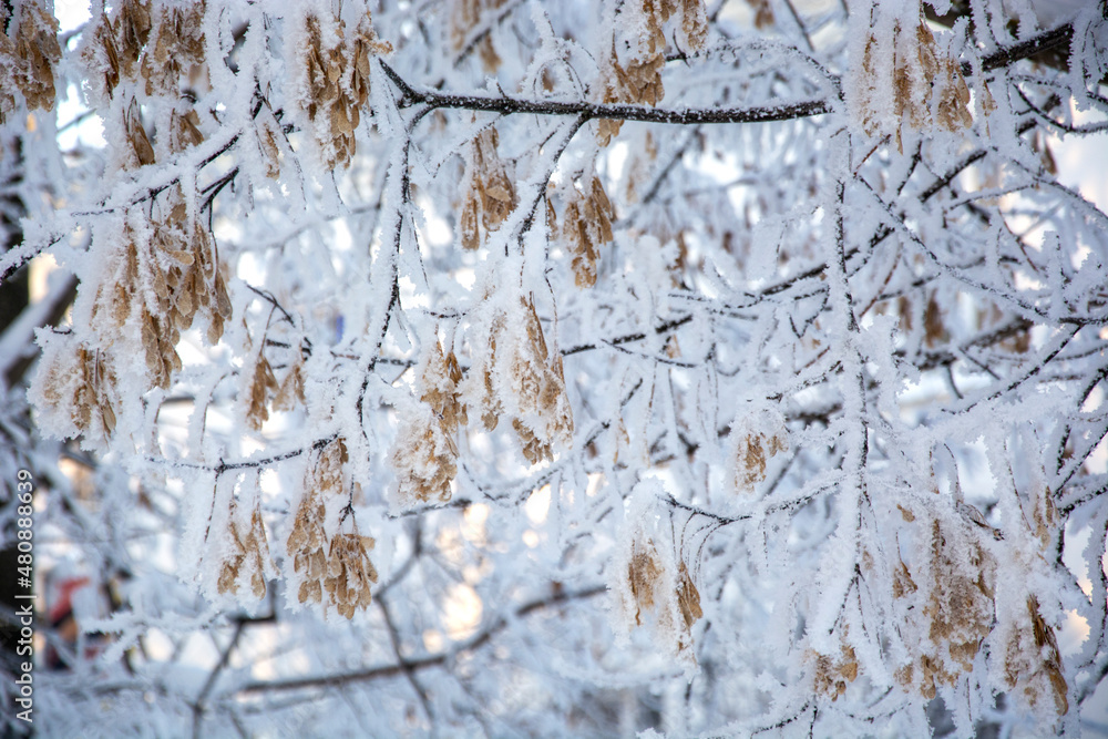 Maple in winter. Snowy trees. Winter landscape. Maple in winter. Snowy trees. Winter landscape.