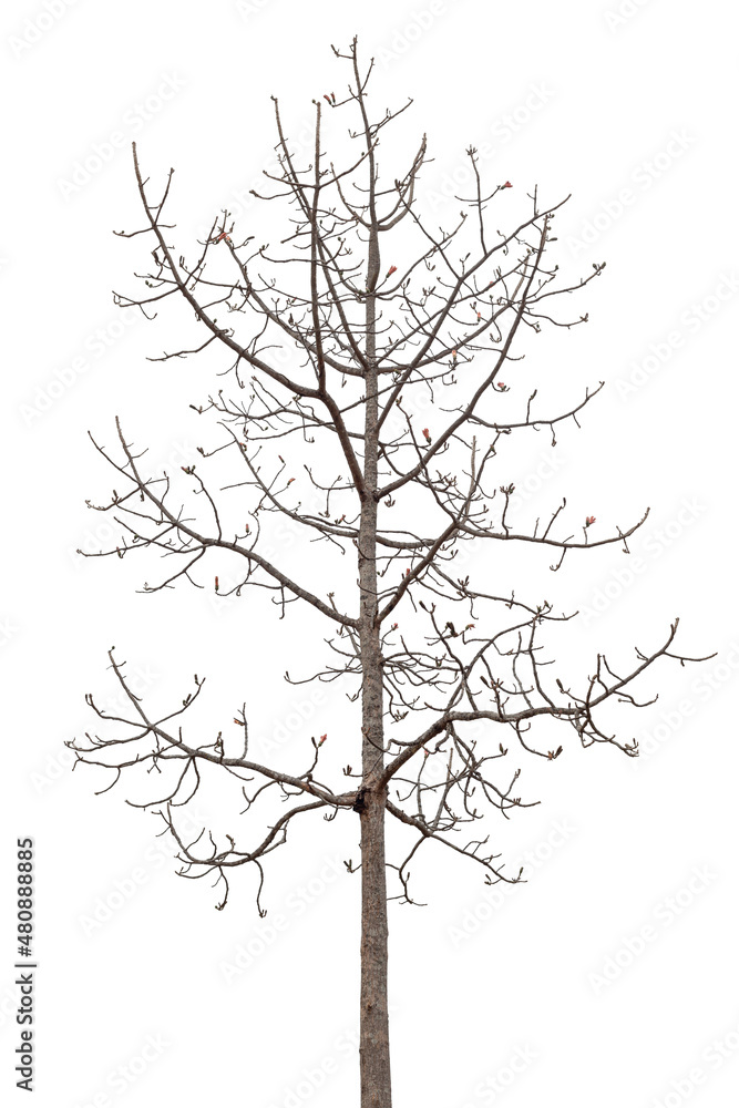 death tree with flower buds isolated on white background with clipping path