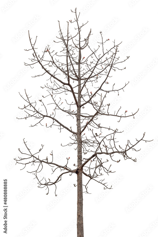 death tree with flower buds isolated on white background with clipping path death tree with flower buds isolated on white background with clipping path