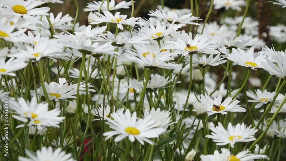 white summer flowers daisy in the garden white summer flowers daisy in the garden