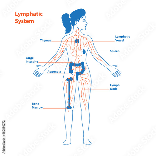 Lymphatic system anatomical vector illustration diagram poster, decorative and elegant medical scheme with lymph nodes and tissue fluid circulation flow network. Stylized outline female design